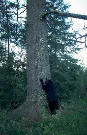 Black bear at big white pine near Ely, MN