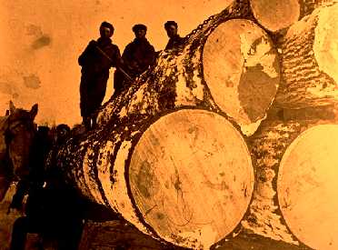 Big load of white pines in Minnesota