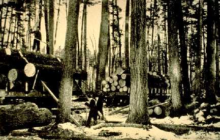 Loading a log in big white pine stand near Winton, Minnesota