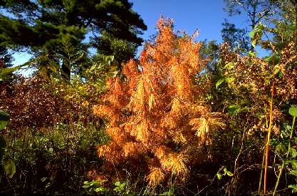 Dead big seedling in Minnesota