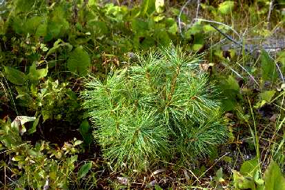 White pine seedling in Minnesota