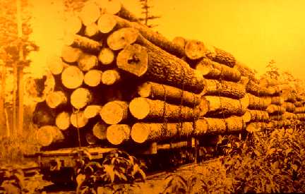 Railroad cars piled high with white pines in Minnesota