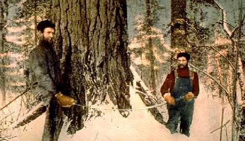 Color post card, cutting huge lone white pine in Minnesota